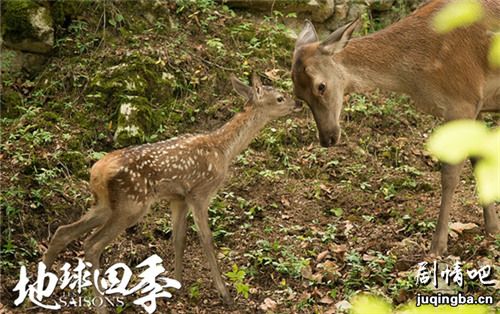 地球四季剧照