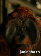 猩球崛起3:终极之战演员卡琳·科诺瓦剧照